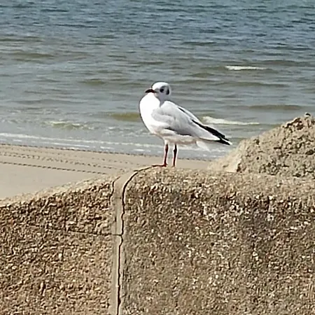 Lejlighed La Baie L'etoile, 4 Pers, Bord De Mer, Parking Prive, Mahon *