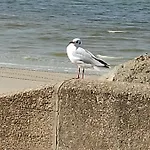 아파트 La Baie L'etoile, 4 Pers, Bord De Mer, Parking Prive, Mahon *